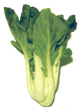 Pak-choi